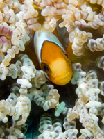 Clownfish