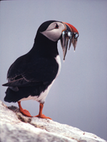 Puffin